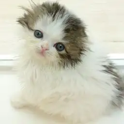 スコティッシュフォールド