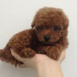 トイ・プードル