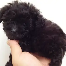 トイ・プードル