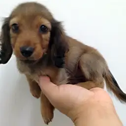 ミニチュア・ダックスフント