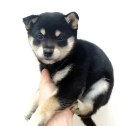 柴犬