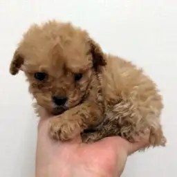 トイ・プードル