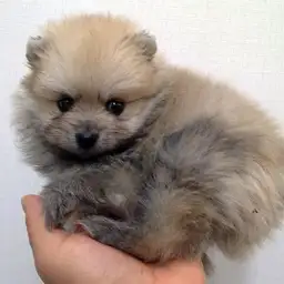 ポメラニアン