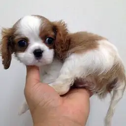 キャバリア・キングチャールズ・スパニエル