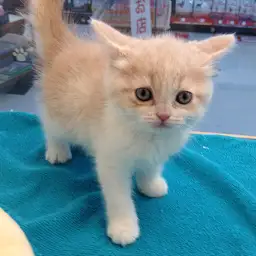 ブリティッシュショートヘア