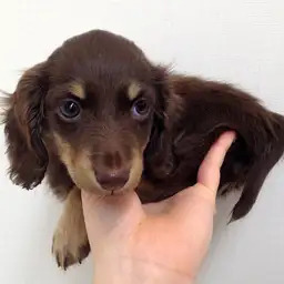 カニンヘン・ダックスフント