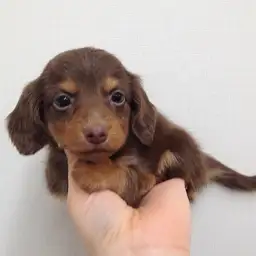 ミニチュア・ダックスフント