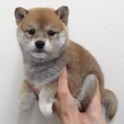 柴犬