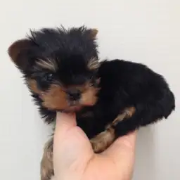 ヨークシャーテリア