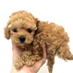 トイ・プードル