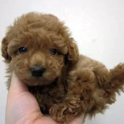 トイ・プードル