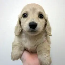 カニンヘン・ダックスフント