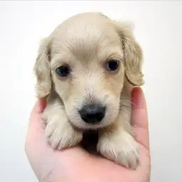 ミニチュア・ダックスフント