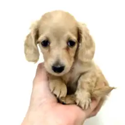 ミニチュア・ダックスフント