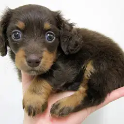 ミニチュア・ダックスフント