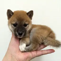 柴犬