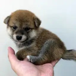 柴犬