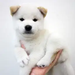 柴犬