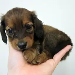 ミニチュア・ダックスフント