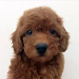 トイ・プードル