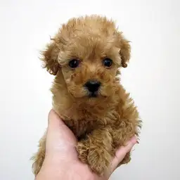 トイ・プードル
