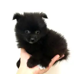 ポメラニアン