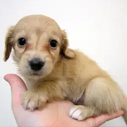 カニンヘン・ダックスフント