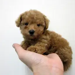 トイ・プードル