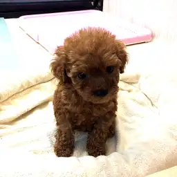 トイ・プードル