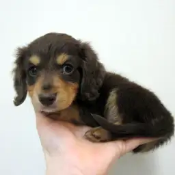 ミニチュア・ダックスフント