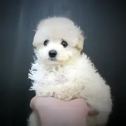 トイ・プードル