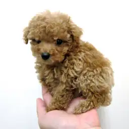 トイ・プードル