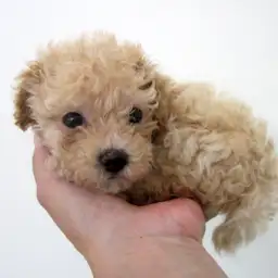 トイ・プードル