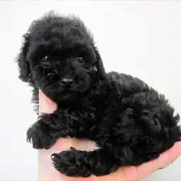 トイ・プードル