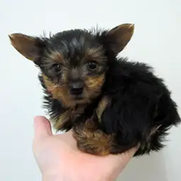 ヨークシャーテリア