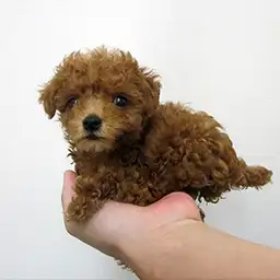 トイ・プードル