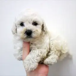 トイ・プードル
