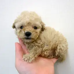 トイ・プードル