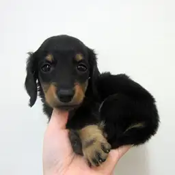 ミニチュア・ダックスフント