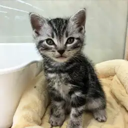 アメリカンショートヘア