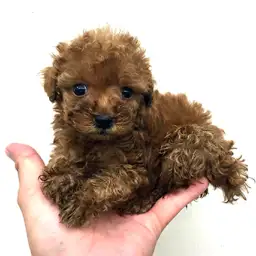 トイ・プードル