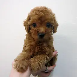 トイ・プードル