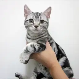 アメリカンショートヘア