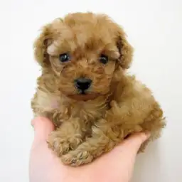 トイ・プードル