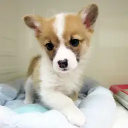 ウェルシュコーギーペンブローク