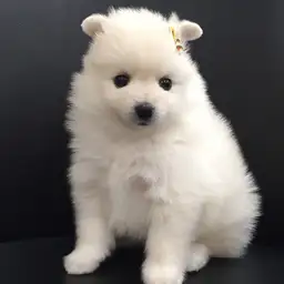 ポメラニアン
