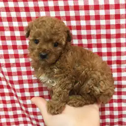 トイ・プードル