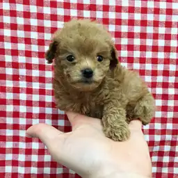 トイ・プードル