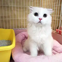 スコティッシュフォールド