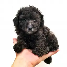 トイ・プードル